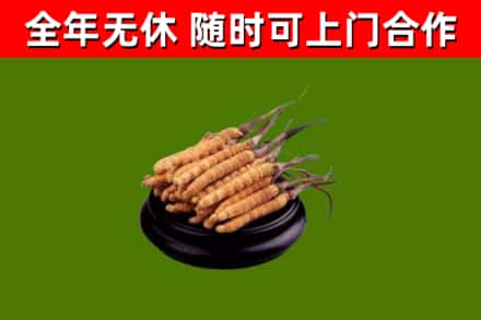 涪城区回收散虫草